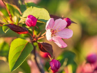 Fresh pink flowers of a blossoming apple tree with blured background