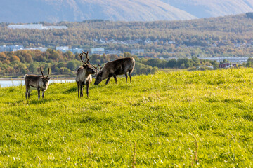 Reindeer grazing by the river in Norway