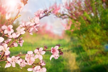 Blooming spring almond tree flowers