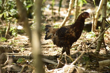 own domestic chicken