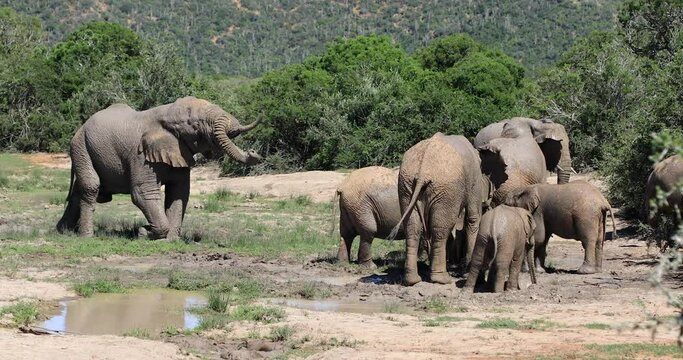 A family of elephants play in a waterhole