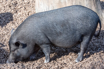 Schwein