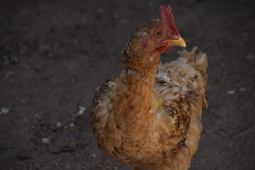 own domestic chicken