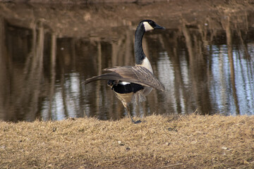 Goose next to river in spring
