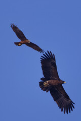 Vertical closeup shot of  two ernes flying in the blue sky