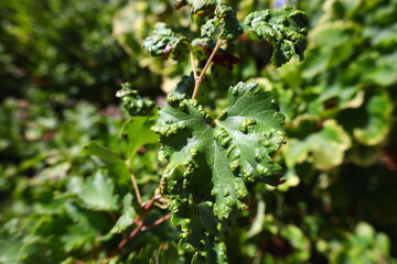 Grapevine bud mite visible on the green leaves in the Breede River Valley, South Africa.