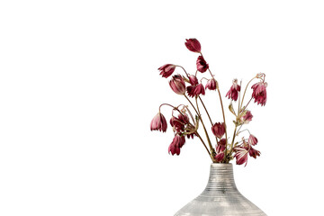 Dried red flowers are in a striped vase on a white background. Close view of the buds. Shallow depth of field. Copy space.