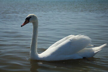 Fototapeta premium The swan swims by the shore on the Baltic Sea