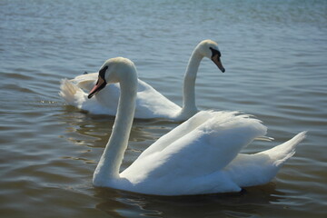 Swans swim along the shore of the Baltic Sea