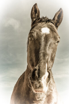 Shadow das wunderschöne Quarter, Paint Horse-Mustang Pferd