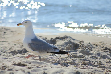 Seagull in the sand on the beach by the sea