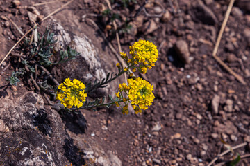 Alyssum wild flower in nature