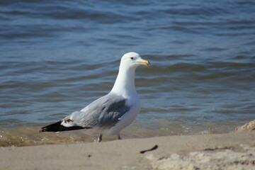 Beautiful Seagull by the shore of the Baltic Sea