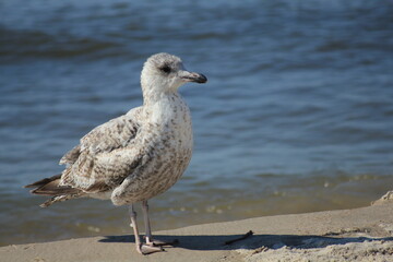 Seagull by the shore of the Baltic Sea