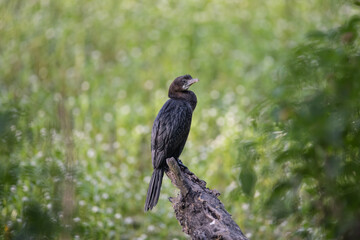Obraz premium Cormorant or Darter bird waiting patiently on a branch of tree during morning hours
