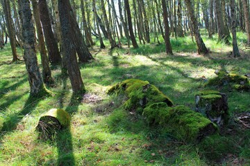 Moss on trunks in a coastal forest