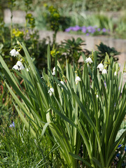 Nivéoles d'été ou Leucojum aestivum à longues hampes florales, linéaires, hérissées aux pédicelles portant des fleurs en ombelles blanches à pointes maculées de vert 