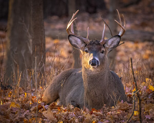 Male deer sitting on a ground covered with autumn foliage in a forest
