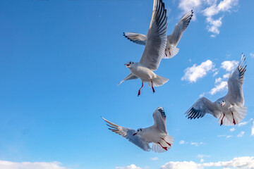 Seagulls in the sky. Birds of the Black Sea, Odessa.
