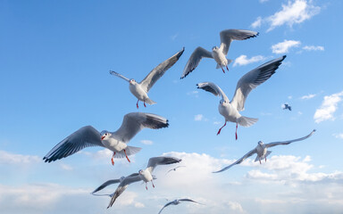 Fototapeta na wymiar Seagulls in the sky. Birds of the Black Sea, Odessa.