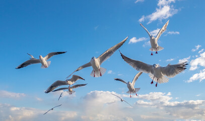 Seagulls in the sky. Birds of the Black Sea, Odessa.