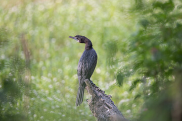 Cormorant or Darter bird waiting patiently on a branch of tree during morning hours