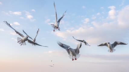 Seagulls in the sky. Birds of the Black Sea, Odessa.