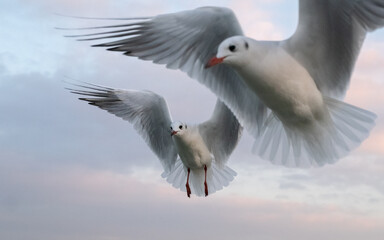Fototapeta premium Seagulls in the sky. Birds of the Black Sea, Odessa.