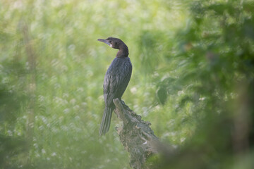 Cormorant or Darter bird waiting patiently on a branch of tree during morning hours