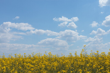 Beautiful shot of a yellow mustard plant field with cloudy sky