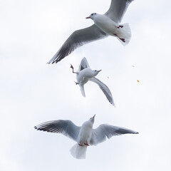 Seagulls in the sky. Birds of the Black Sea, Odessa.
