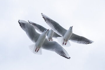 Seagulls in the sky. Birds of the Black Sea, Odessa.