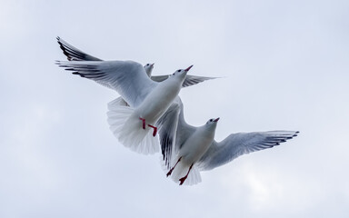 Seagulls in the sky. Birds of the Black Sea, Odessa.