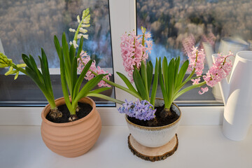 Hyacinths on the windowsill in the home garden after replacing the soil in a flower pot