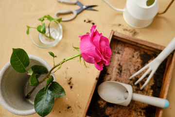 Tools for working with soil in the home garden and plant care, close-up table