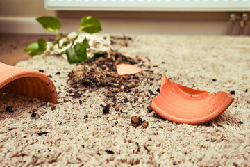A broken pot with a plant on the floor in the home living room. A houseplant in a broken hanging...