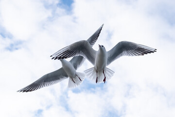 Seagulls in the sky. Birds of the Black Sea, Odessa.