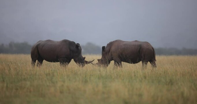 Two white rhinos are fighting in the savannah