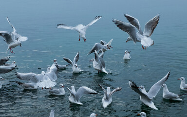 Obraz premium Seagulls on the water. Birds of the Black Sea, Odessa.