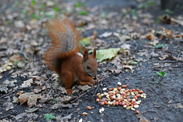 beautiful animal fluffy red squirrel