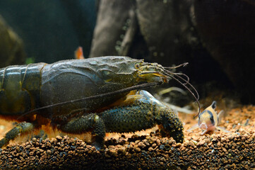A beautiful Atya gabonensis also called vampire shrimp or Gabon shrimp	