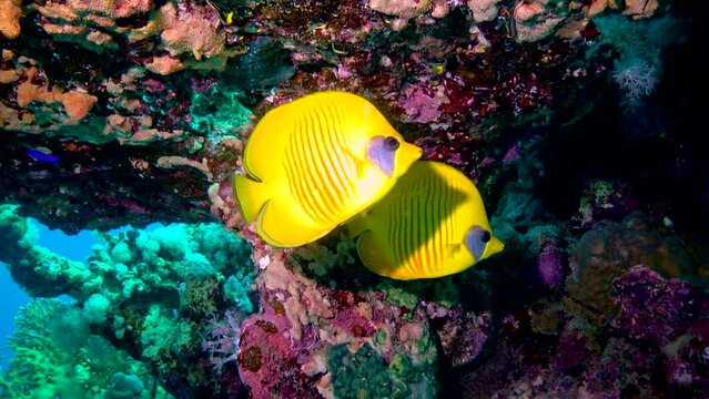 Fish of the Red Sea, Masced butterflyfish (Chaetodon semilarvatus) on a coral reef