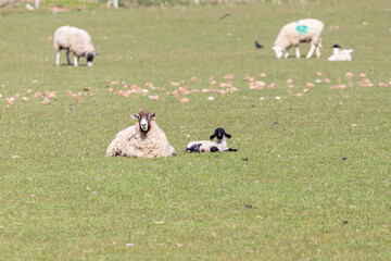 A newborn Spring Lamb in a field in  Shropshire, UK on a sunny Spring day