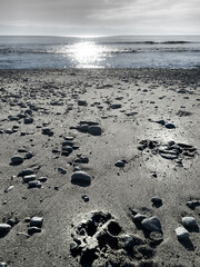 Paw Prints in Sand