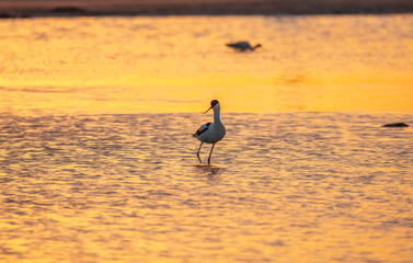 Water bird pied avocet, Recurvirostra avosetta, standing in the water in orange sunset light. The...