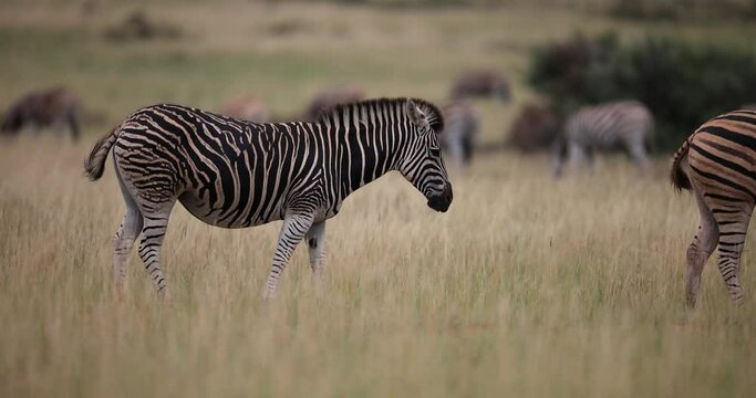 A zebra is resting in the savannah
