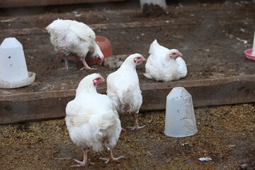 A white hen sits near the feeder, a white bird on the farm,