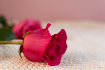 Pink roses on on white plaid. A close up flower with pink background. Simple composition with plant. Beautiful flowers.