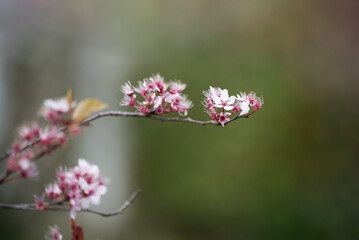 closeup of cherry blossom branch in a public garden