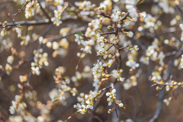 Spring white blooming cherry tree flowers. The background has a nice bokeh